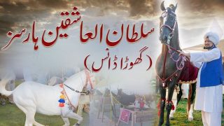 Sultan ul Ashiqeen’s Horses Dance